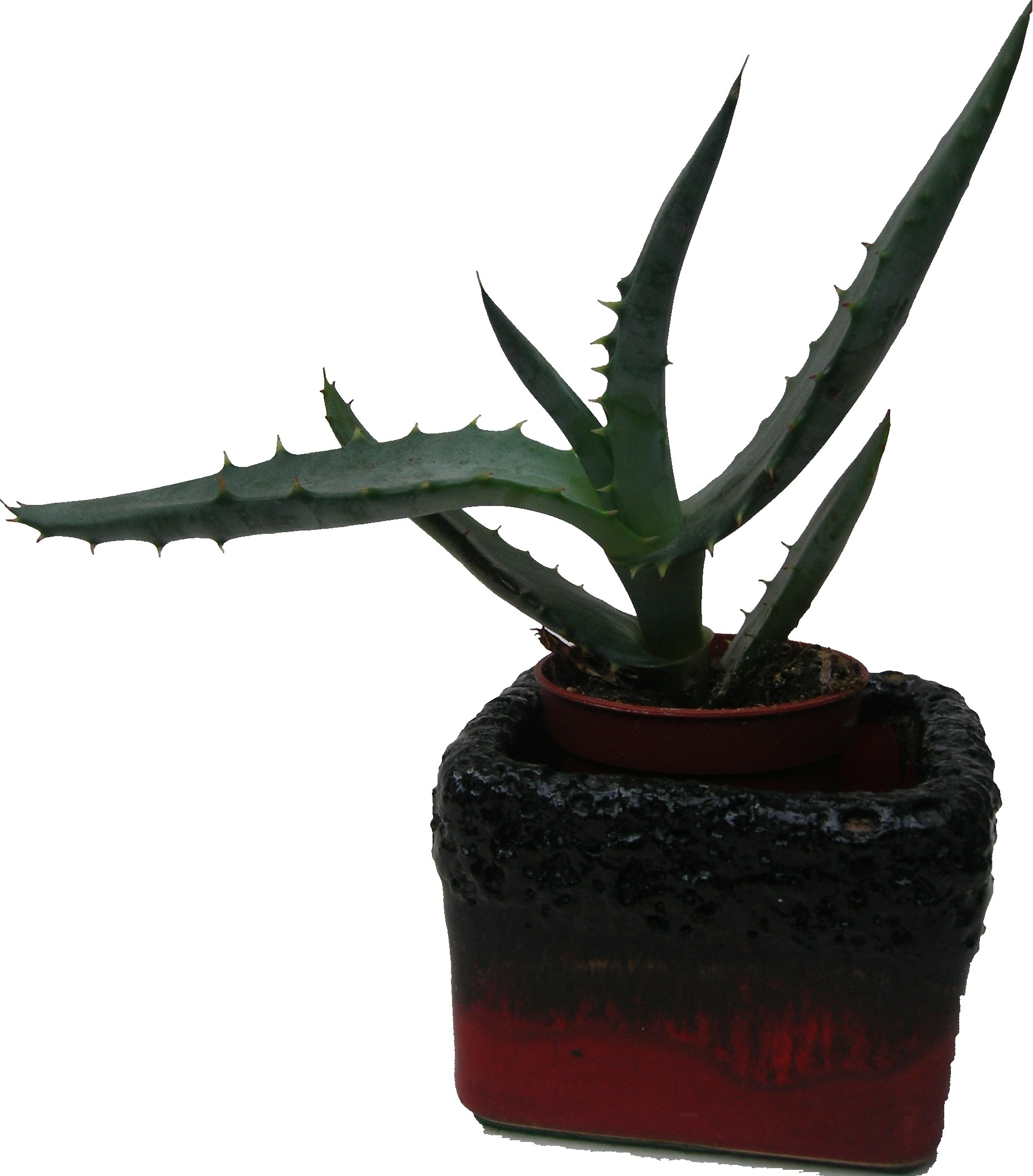 Cacti West German Plant Pot Roth Fat Lava Silberdistel