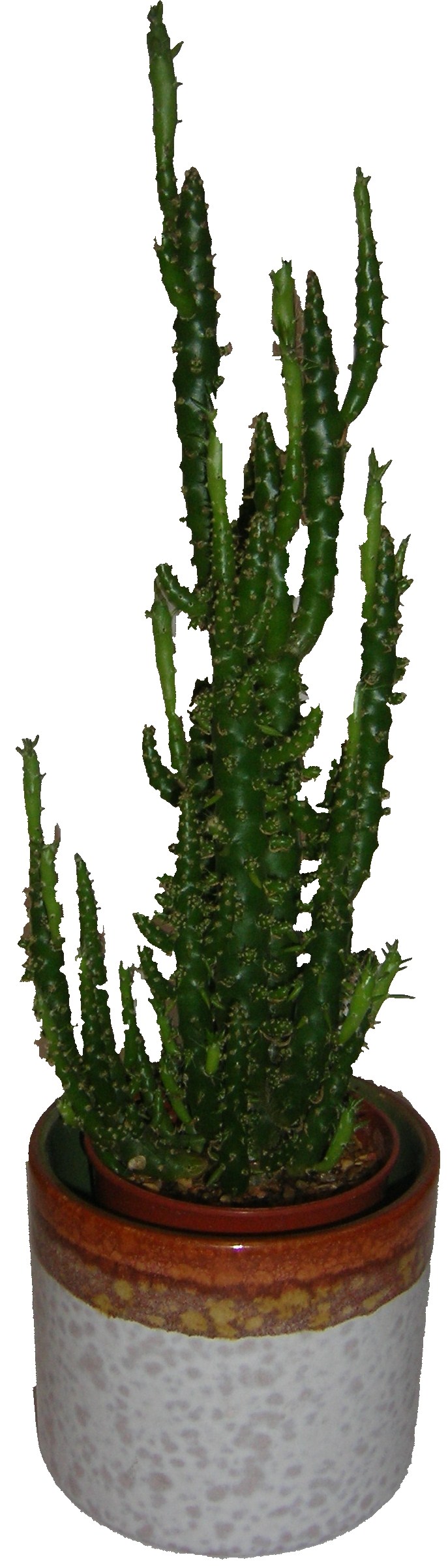 Roth Fat Lava Plant Pot with Cactus