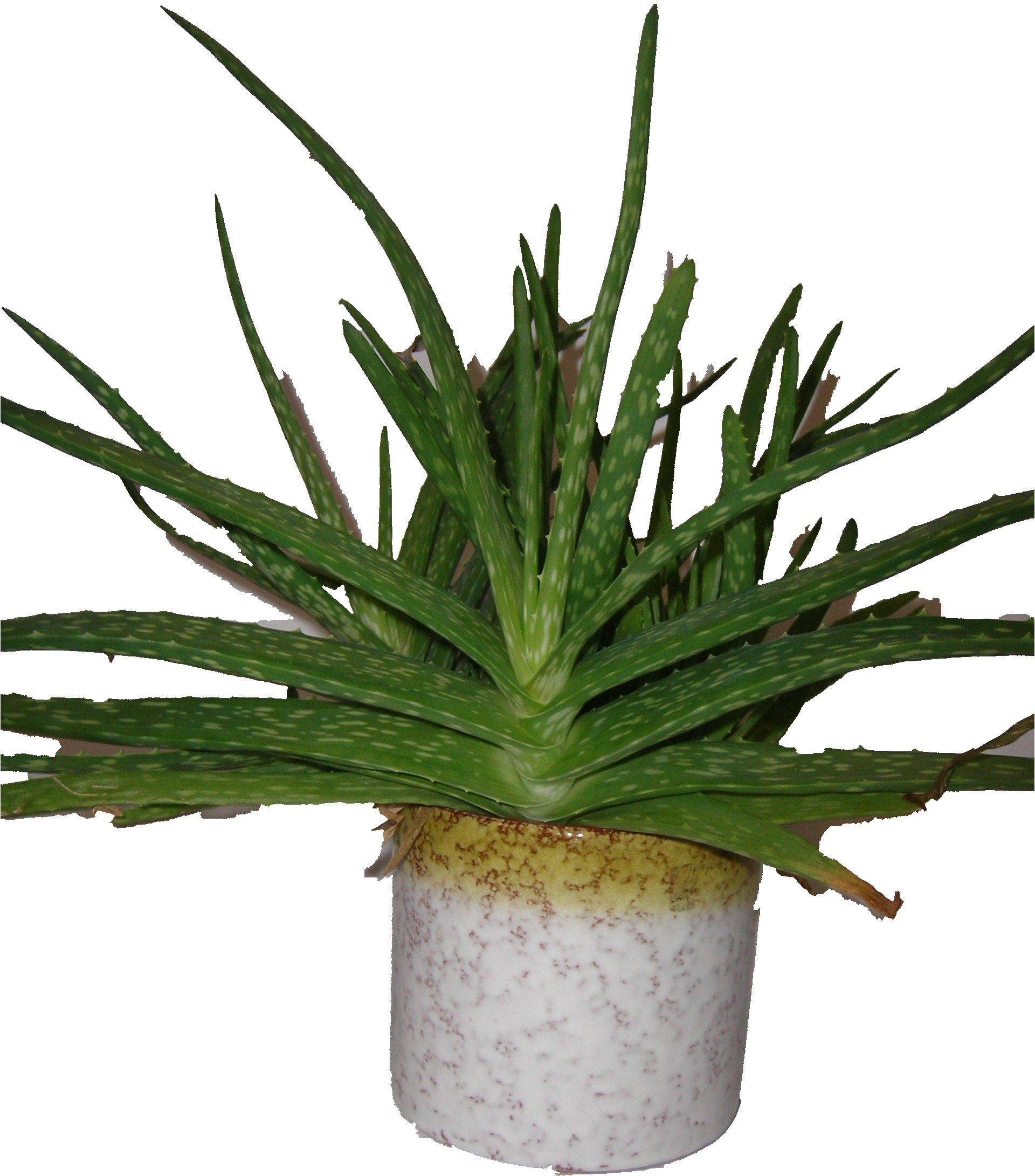 Roth Fat Lava Plant Pot with Cactus