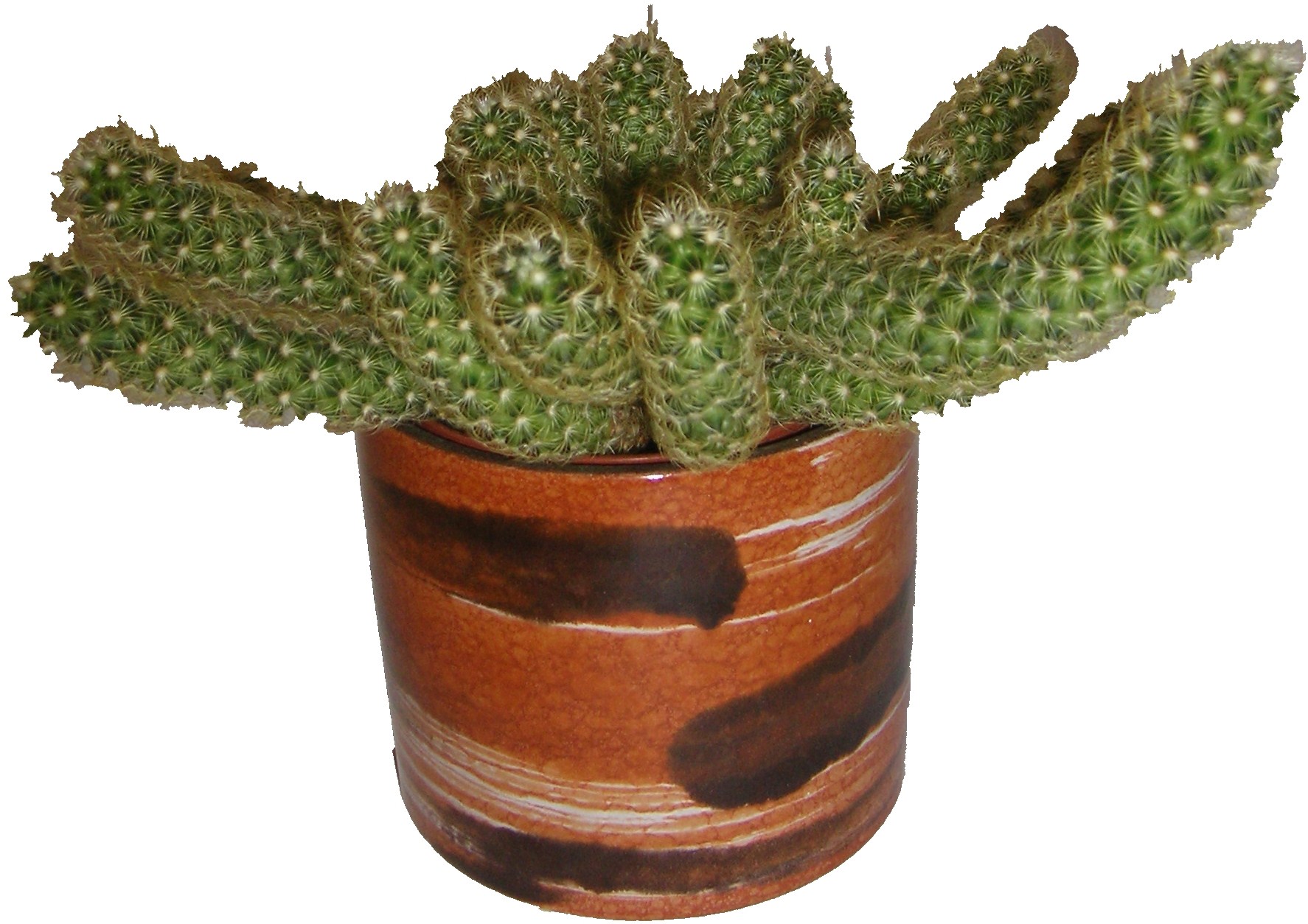 Roth Fat Lava Plant Pot with Cactus