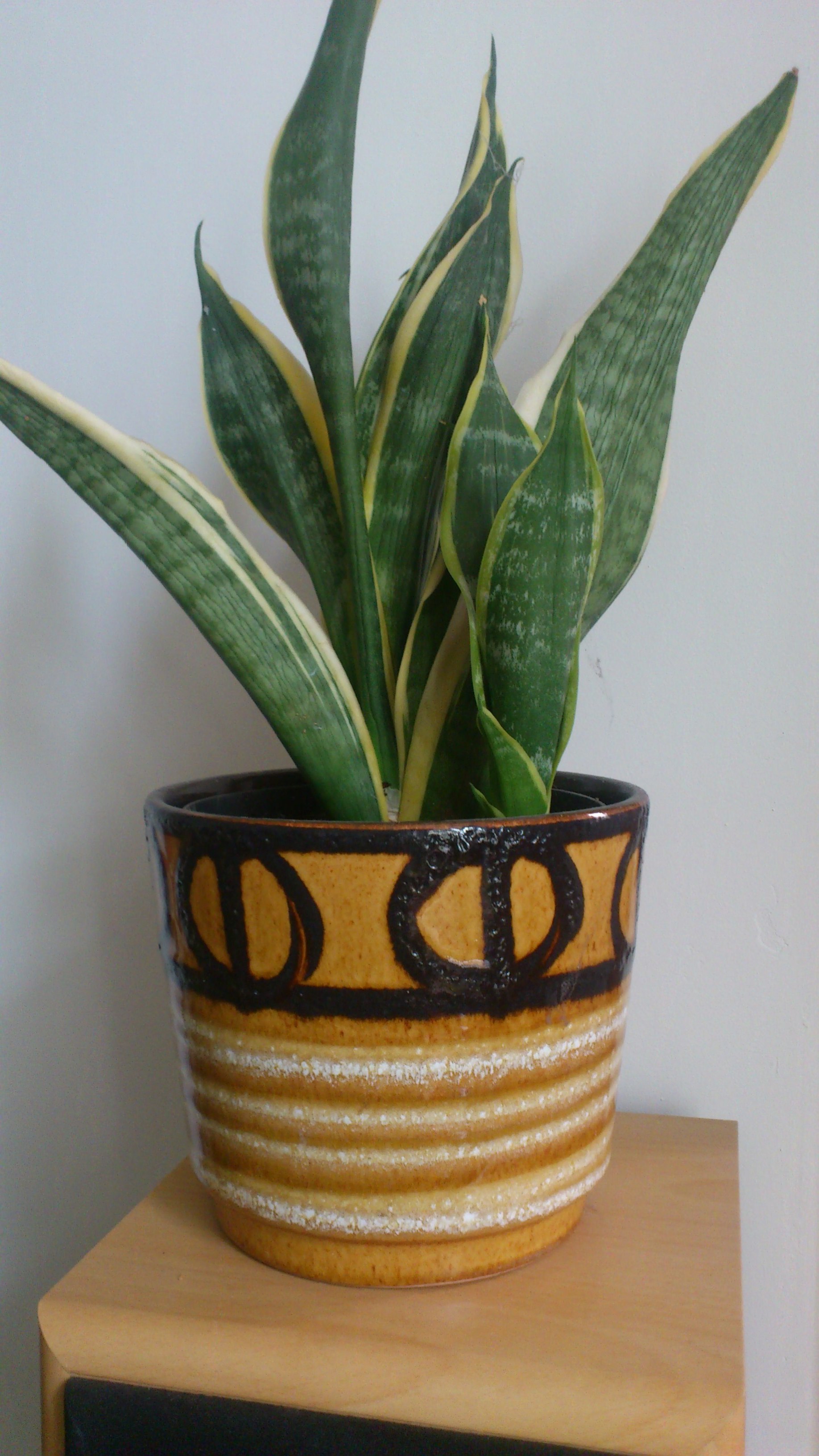Scheurich Fat Lava Plant Pot